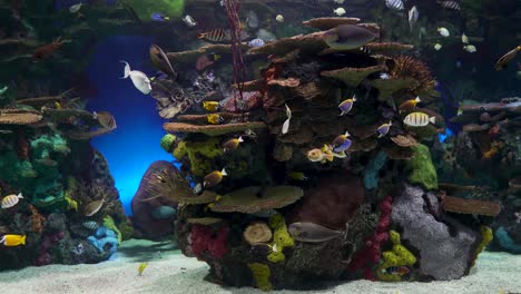 gran acuario decorado con un arrecife de coral con peces tropicales, tortugas y rayas