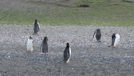 group of penguins walking in the penguin colony in ushuaia, argentina