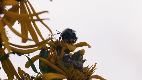 bumblebee feeding on a flower and pollinating, macro close-up silhouette