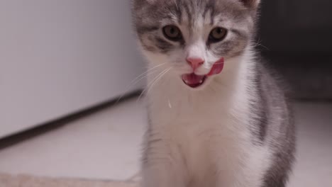 little-small-tiny-silver-american-shorthair-kitten-cat-walked-to-the-left