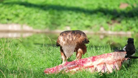 Red Kite eating meat with magpies nearby