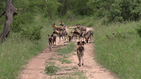 frontal view of african wild dogs running on dirt road by green grass