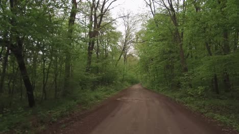 Walking-On-A-Forest-Road,-Spring-Season