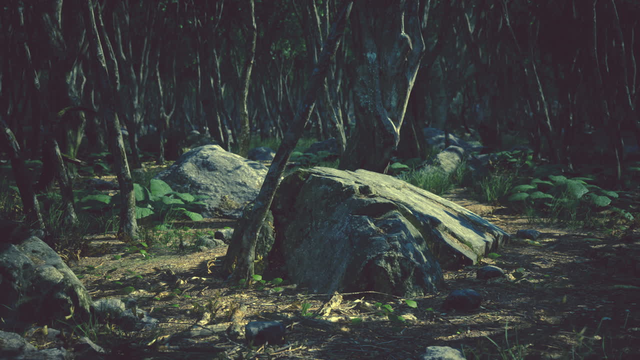 raíces de un árbol en un bosque brumoso
