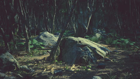 raíces de un árbol en un bosque brumoso