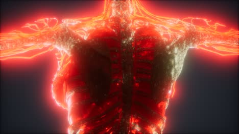 animación colorida del cuerpo humano que muestra huesos y órganos