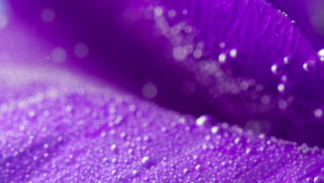vista de cerca de los pétalos de las flores púrpuras con gotas y burbujas de agua