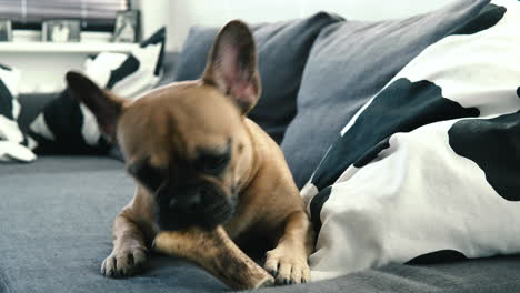 front of french bulldog bites natural small bone on sofa at home, close-up