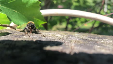 Una-Abeja-Moviéndose-Bajo-El-Sol