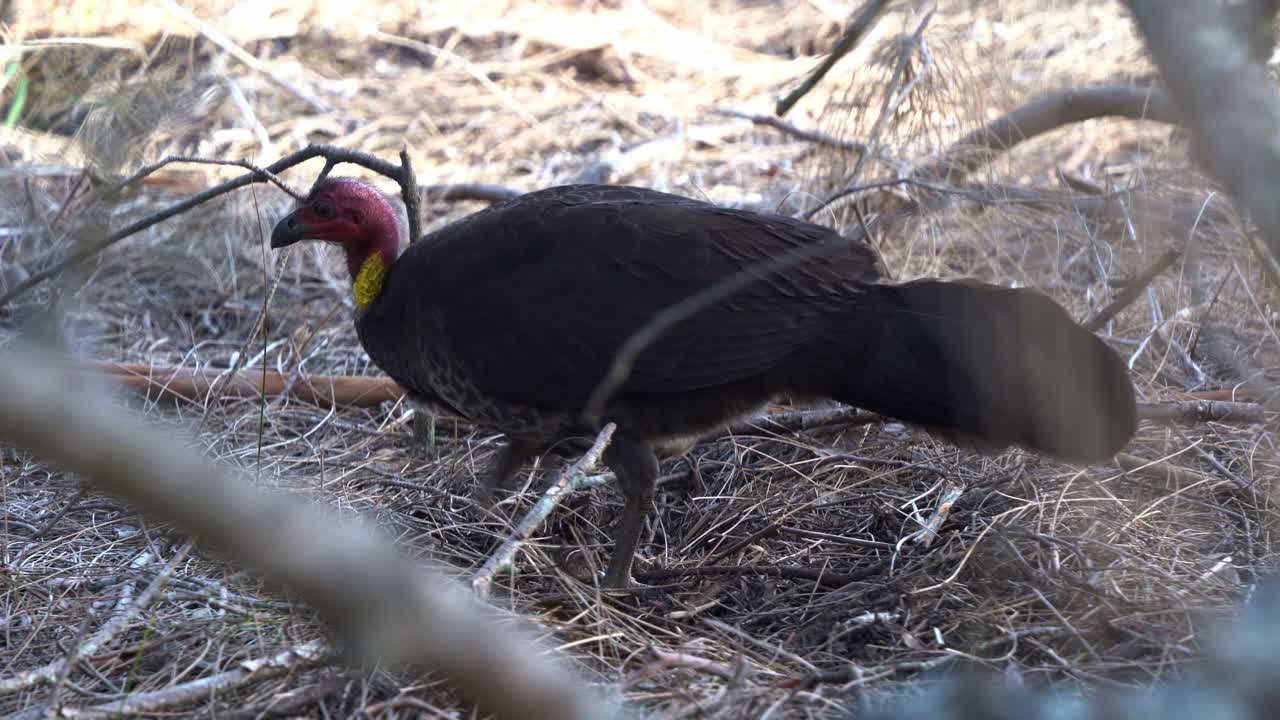 una foto de cerca de un pavo silvestre australiano, alectura lathami, visto en el suelo, ocupado pateando y excavando tierra en el suelo del bosque, buscando insectos, especies de aves silvestres