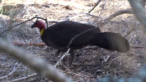 close up shot of a wild australian brushturkey, alectura lathami spotted on the ground, busy kicking and digging up dirt on the forest floor, foraging for insects, wildlife bird species