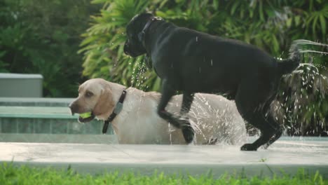 labrador retrievers jugando con pelota en la piscina