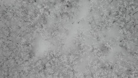 aerial view looking straight down over snow covered forested landscape