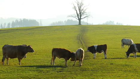 Eine-Herde-Kühe,-Die-An-Einem-Sonnigen-Herbsttag-Auf-Einem-Hügel-Grasen