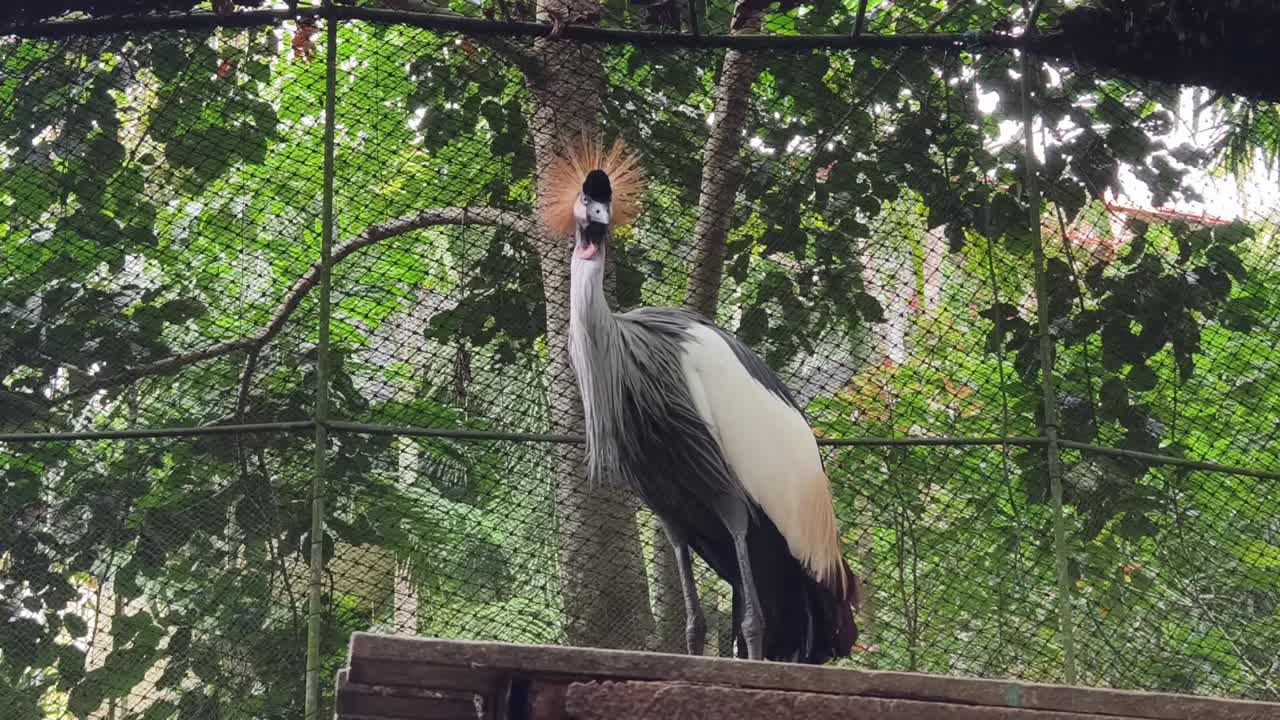 Grey Crowned Crane in a Zoo Enclosure
