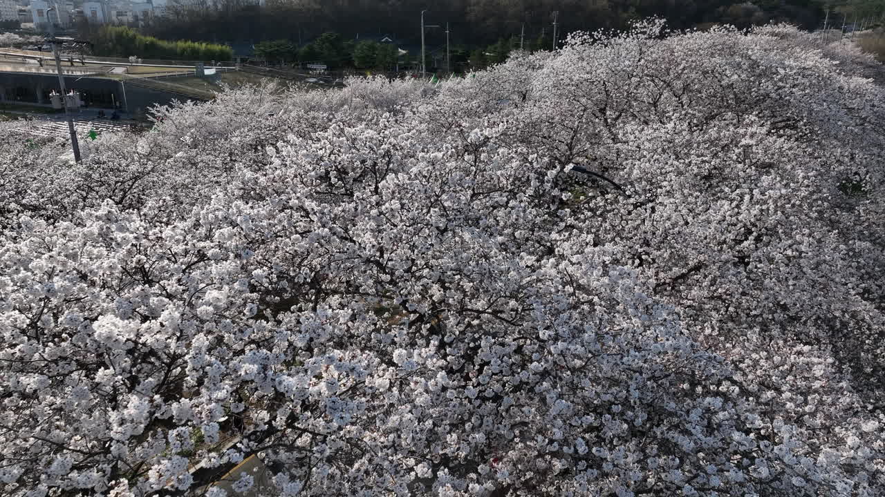 vista aérea de las cimas de los cerezos en flor en gyeongju, corea del sur en una carretera llamada heungmuro-gil