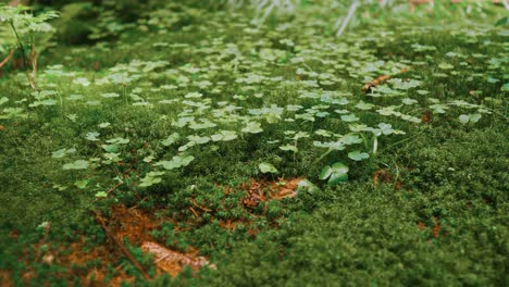 Panning-right-close-up-shot-of-clover