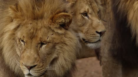 los tres leones villanos se centraron en su hermano.