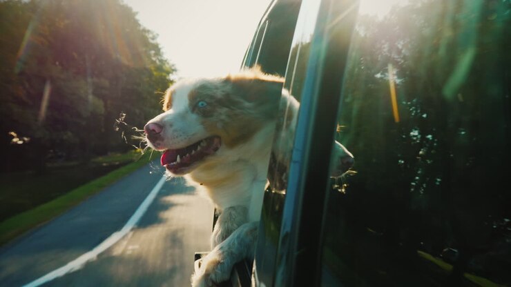 hund im auto mit heruntergelassenem fenster