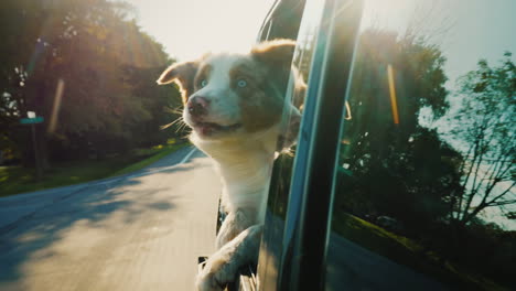 Perro-En-Coche-Con-Ventana-Hacia-Abajo