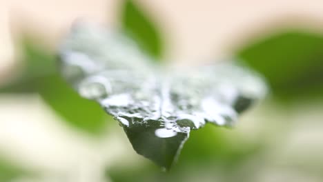 Gotas-De-Agua-Brillan-Sobre-Una-Hoja-De-Chile,-4k