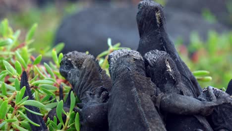 a group of black marine iguanas sit on top of each other in a group on santa cruz island in the galápagos islands