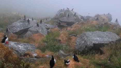 Atlantic-puffin-(Fratercula-arctica),-on-the-rock-on-the-island-of-Runde-(Norway).