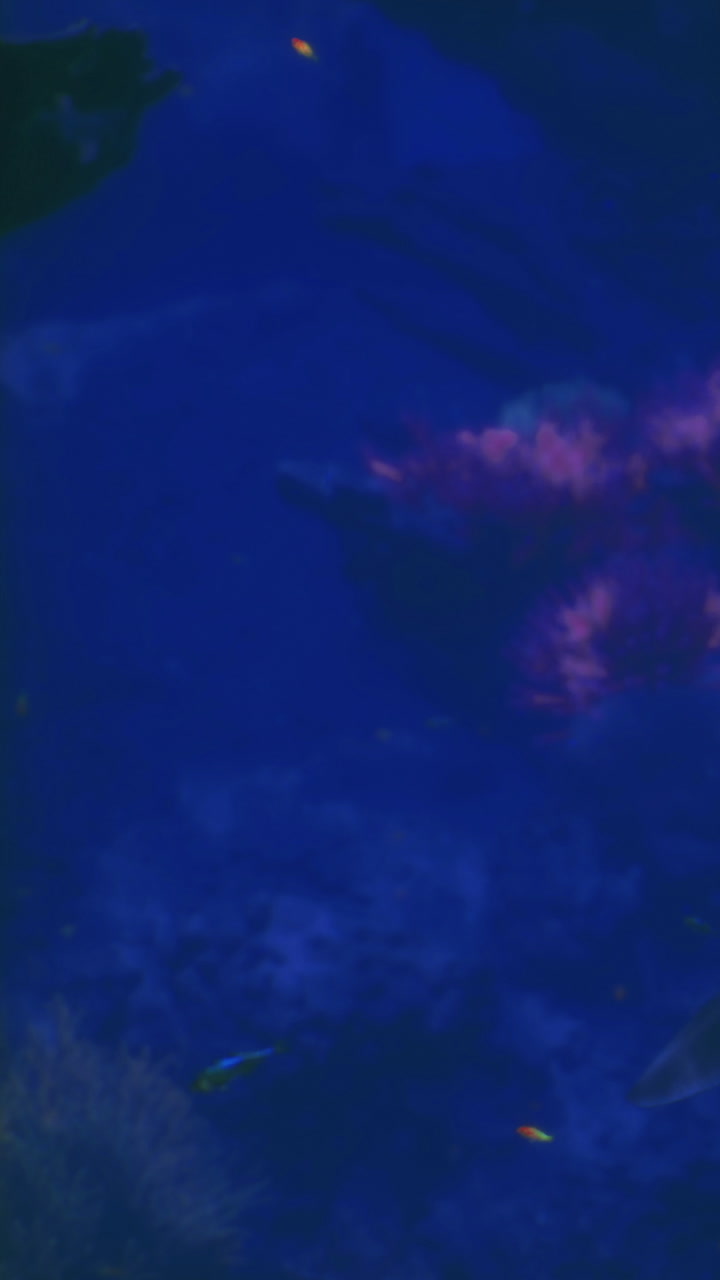 Underwater world bursts with life in vibrant hues and graceful movements