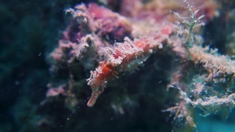 Perfectly-Camouflaged-Spikey-Algae-Covered-Hedgehog-Seahorse-on-Coral-Reef