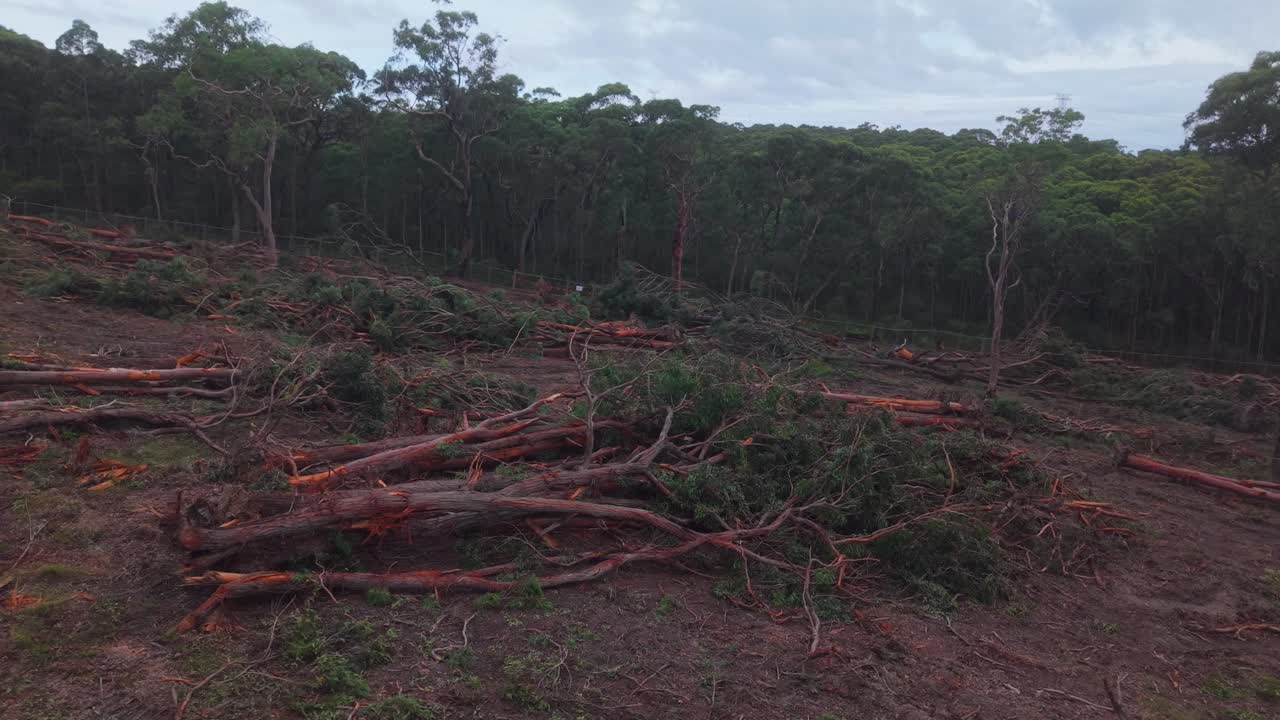 Close aerial pass over lone eucalyptus tree in partially deforested New South Wales landscape