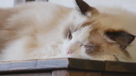 young cream ragdoll cat sleeping on table