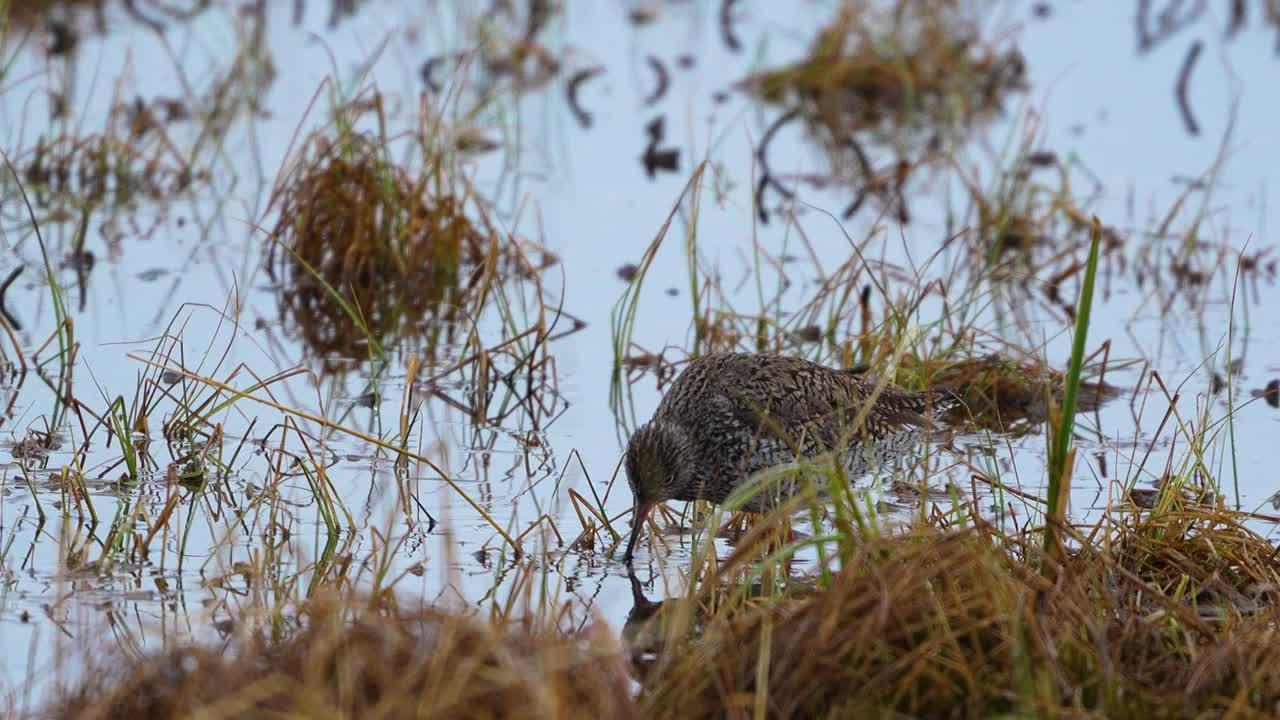 Common redshank feeding in wetlands 4k high detail
