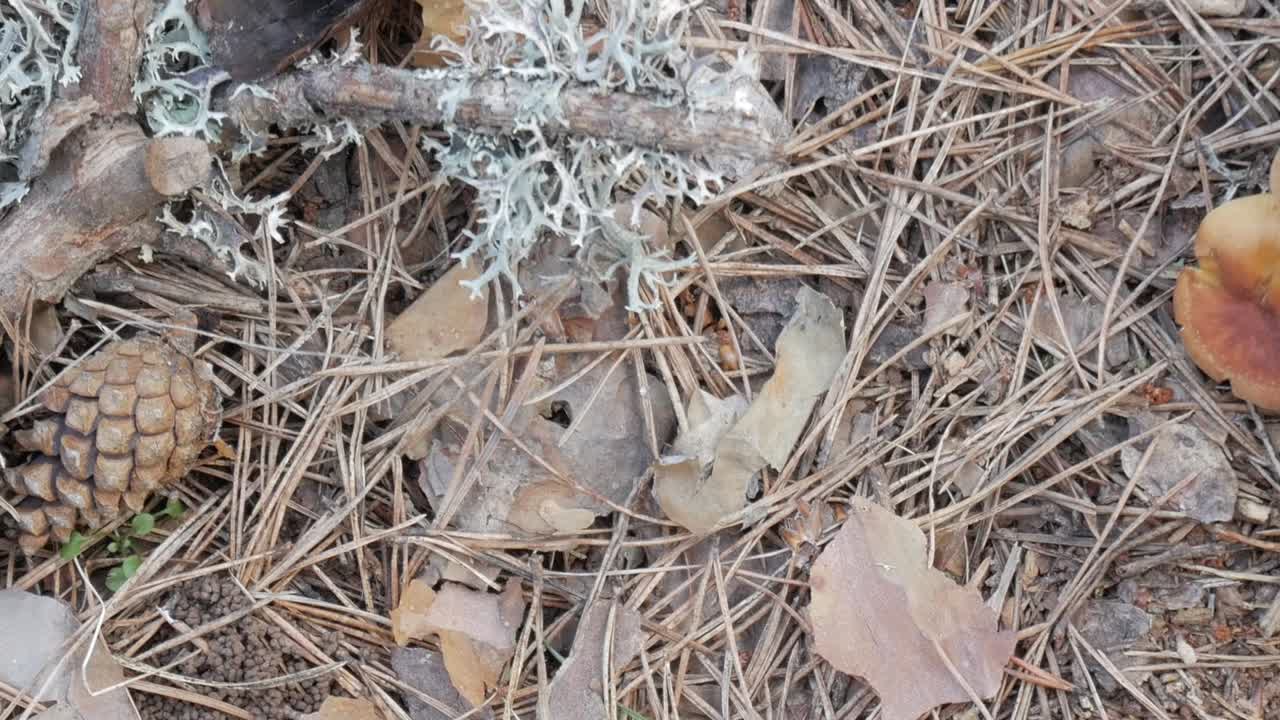 Mushrooms growing on the forest floor surrounded by dry leaves, pine needles, and moss