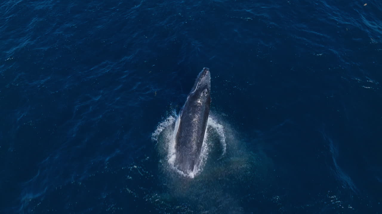 큰 스플래시 프백 고래 새끼에 의해 침범 후, 공중 위에서 아래로 추적