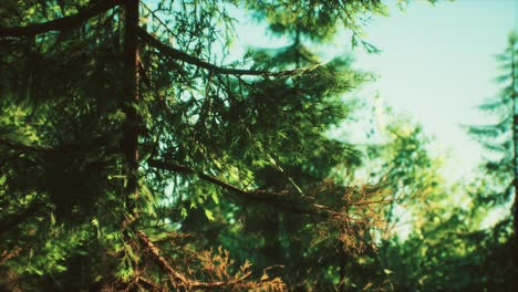 green cone trees in bright sun light