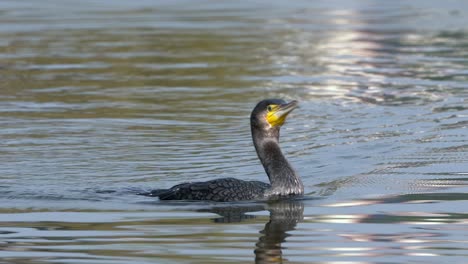un cormorán nadando en un lago antes de bucear para ir a pescar