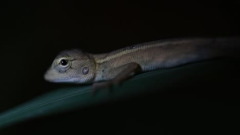 El-Lagarto-De-Jardín-Oriental-También-Se-Llama-Lagarto-De-Jardín-Oriental,-Chupasangre-Y-Lagarto-Cambiable