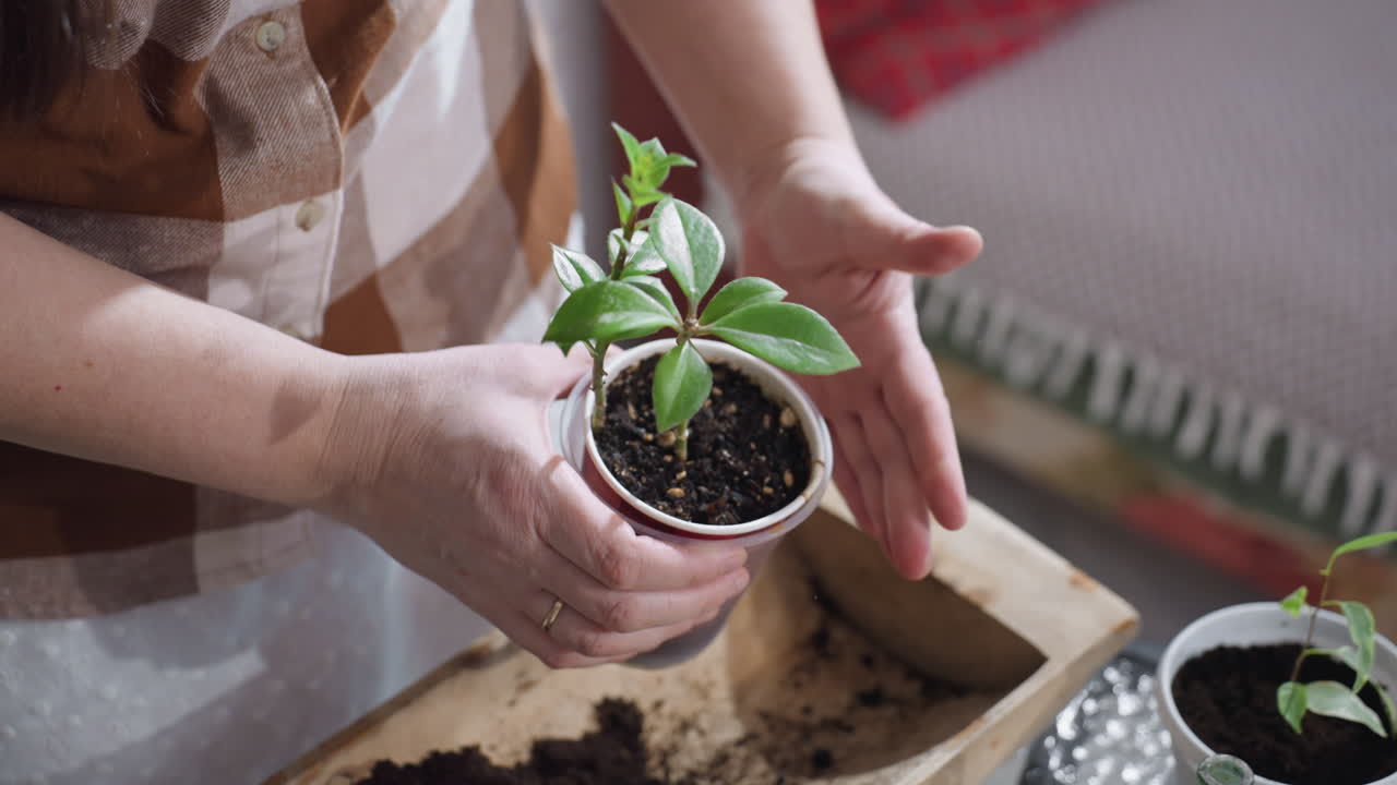 Plant enthusiast rolls and presses sides of double layered plastic planter to settle soil with focused hands among indoor greenery on table showcasing cozy planting ritual in home gardening setup