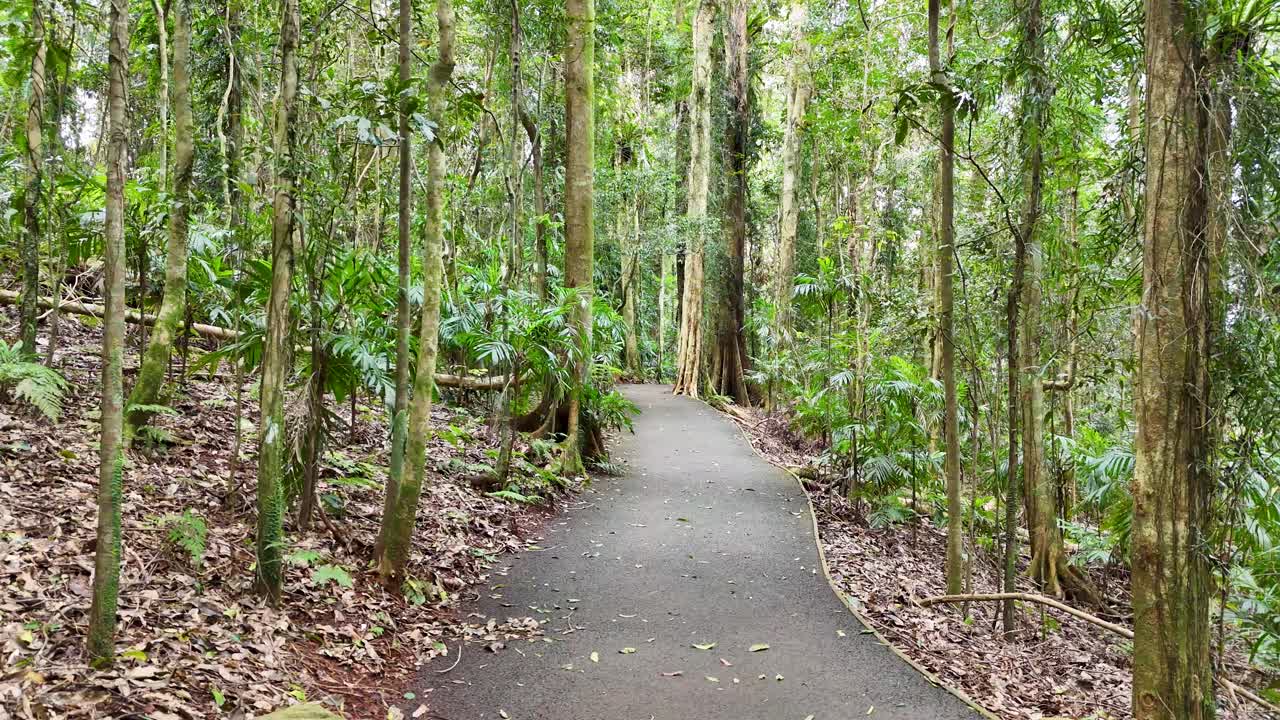 A tranquil journey along a winding forest path, surrounded by dense greenery and natural beauty, captured in soft daylight