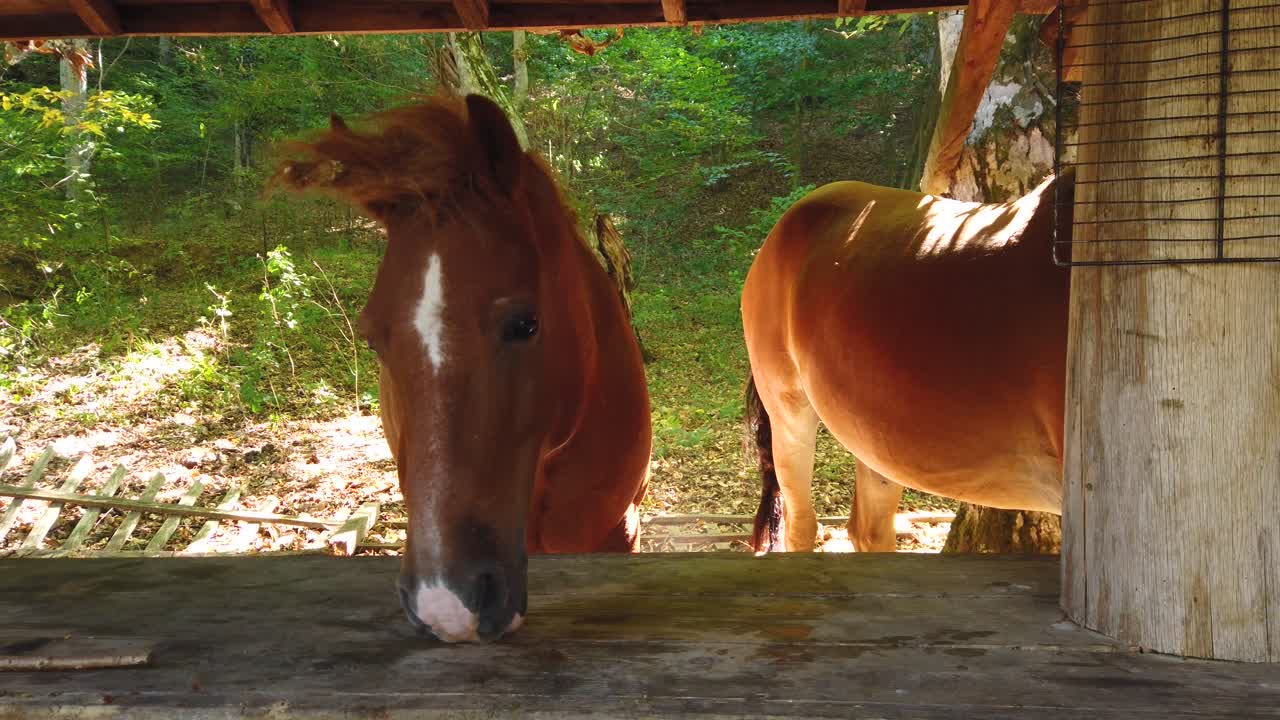 Brown domestic horse, eating a food on a wooden table in an open gazebo in the forest. Broken fence and green meadow. Sunny summer day in Strandzha, Bulgaria.