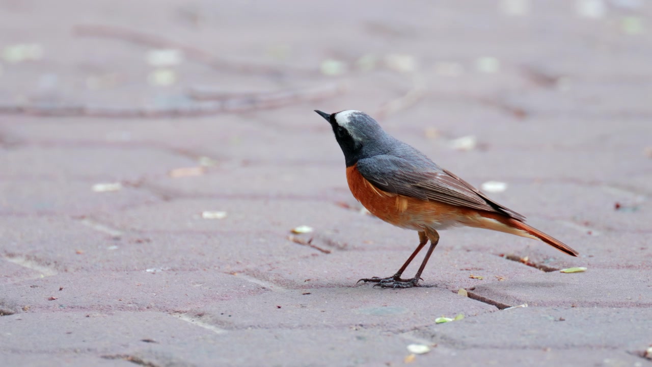 Primo piano dettagliato di un uccello codirosso dalla corona bianca che cammina su una superficie pavimentata