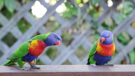 two vibrant parrots engage and interact playfully