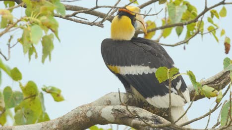 primer plano de un gran pájaro juvenil de cálao de varios colores sentado en una rama de una higuera simplemente observando sus alrededores en los ghats occidentales de la india