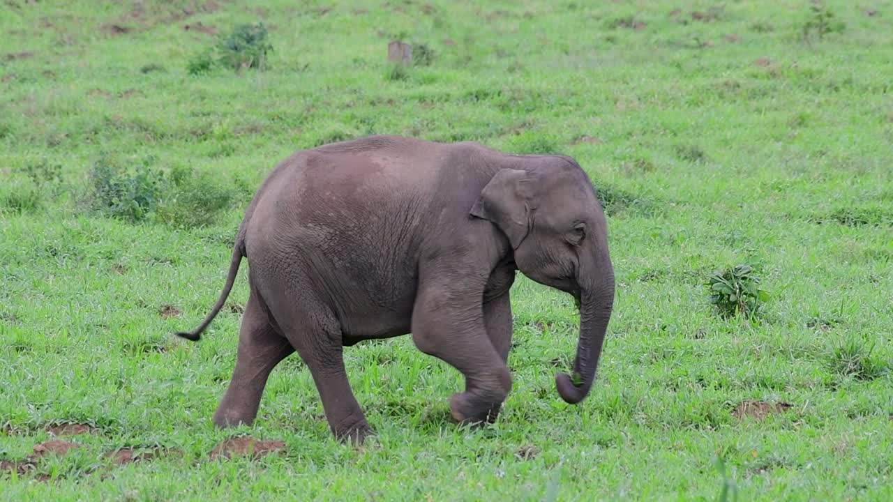 아시아 코끼리는 멸종 위기 종이며 태국 거주자이기도합니다.