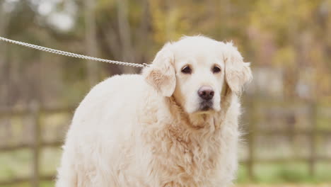 pet golden retriever on lead going for walk in autumn countryside -shot in slow motion