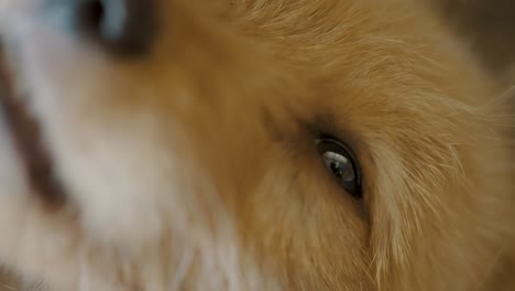 face of a friendly, cute and adorable puppy dog - close up