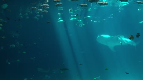 Tanque-De-Tiburones-Ballena-Del-Acuario-Del-Estado-De-Georgia