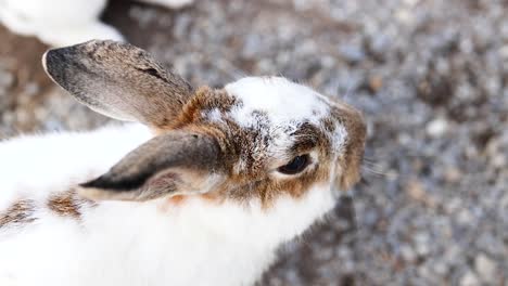 primer plano de un conejo blanco y marrón