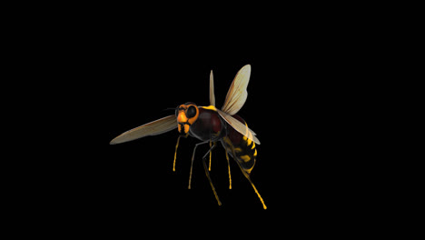 Syrphus Ribesii