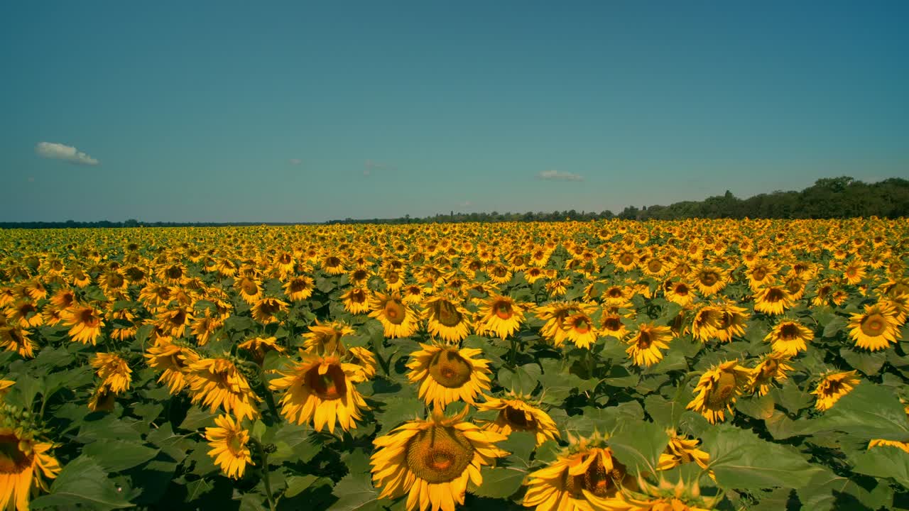 Endless field of blooming yellow sunflowers under clear blue sky on a ...
